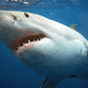 Carcharodon carcharias: 17-feet long, 5,000 lbs, more than 3,000 teeth.